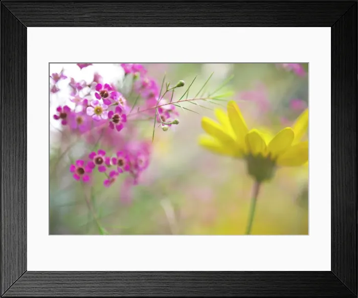 Framed Print : Bright Happy Flowers
