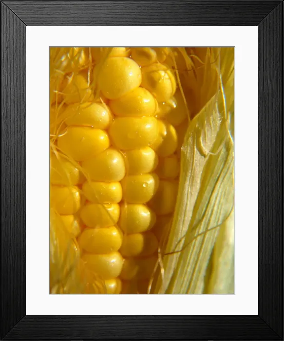 Framed Print : fresh sweet corn cob Framed Print : fresh sweet corn cob