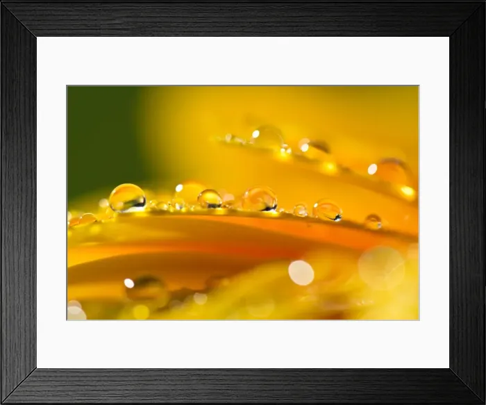 Framed Print : Waterdrops on flower petals