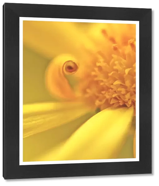 Sunshine. Vibrant sunny image of yellow daisy with one petal curled up
