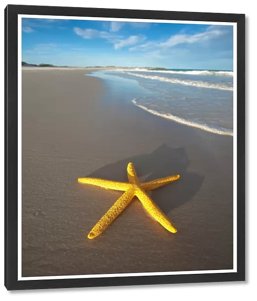 Yellow starfish on the beach