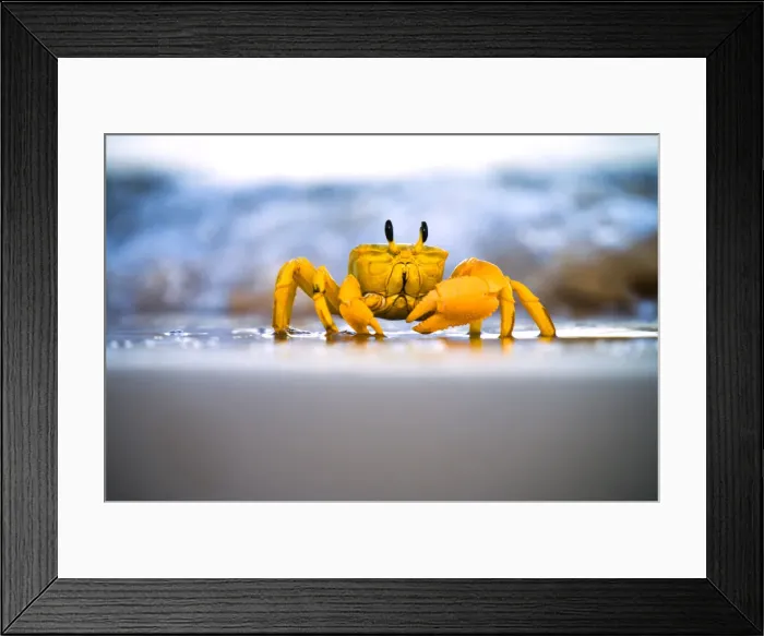 Framed Print : Yellow crab moving on sand
