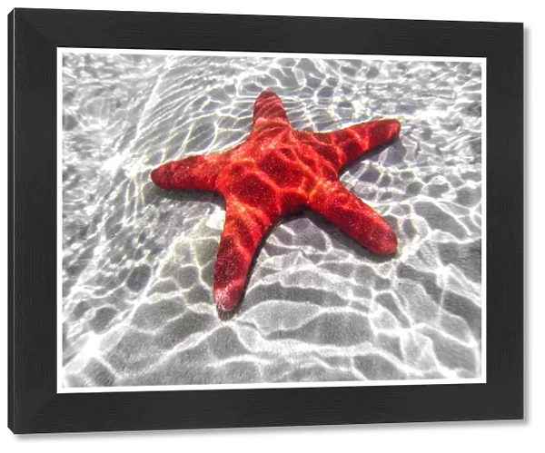 Starfish underwater in shallow water. Australia