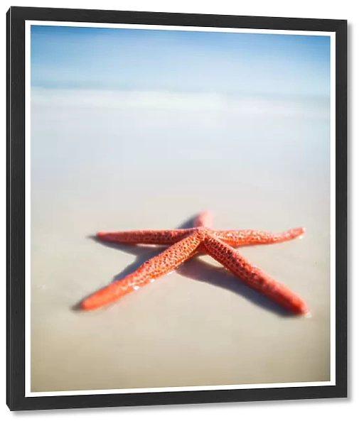 Red starfish on a beach. South Australia