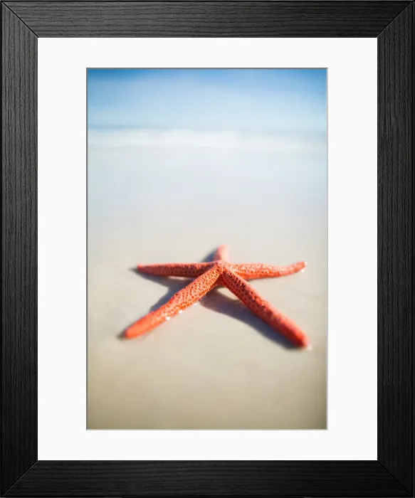 Framed Print : Red starfish on a beach. South Australia