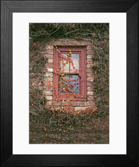 Framed Print : Window covered in Boston ivy