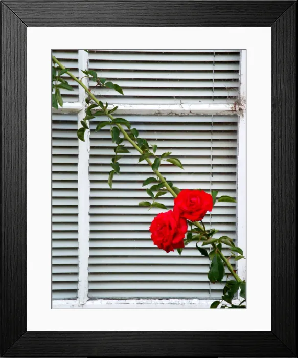 Framed Print : Two red rose flowers on white wooden window