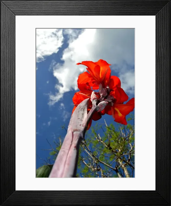 Framed Print : Red beauty meets sky