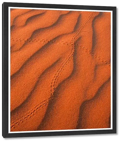 Australia, Northern Territory, Simpson Desert, beetle tracks in sand