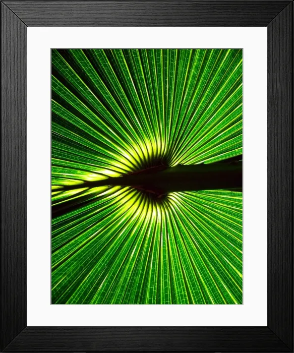 Framed Print : Cabbage tree palm