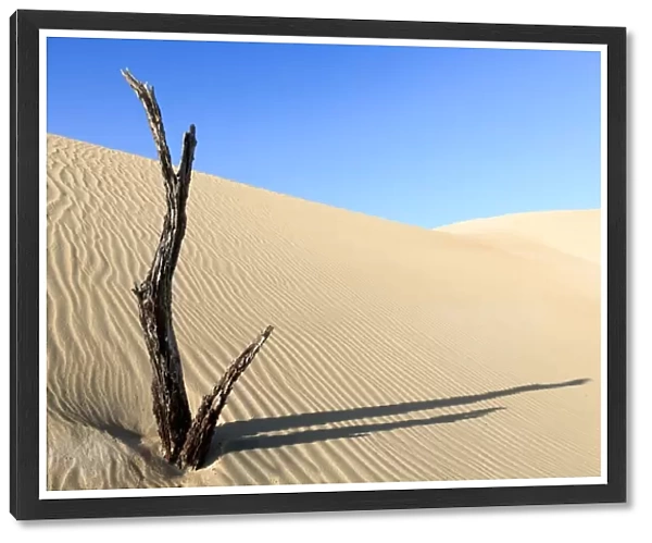 Dead tree in sand dunes. Coffin Bay. Australia