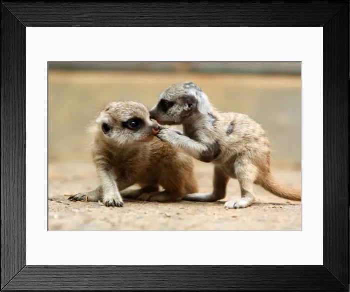 Framed Print : Meerkat pups