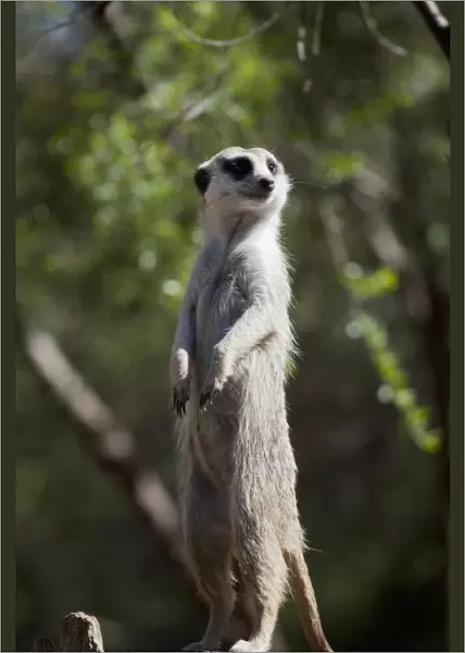 Meerkat looking away