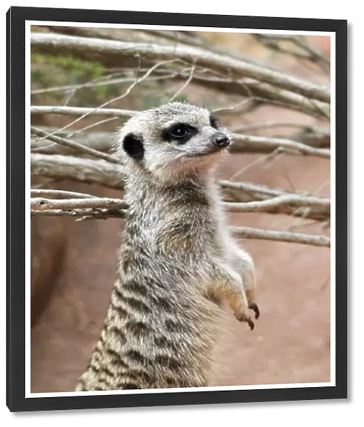 Meerkat (suricata suricatta)