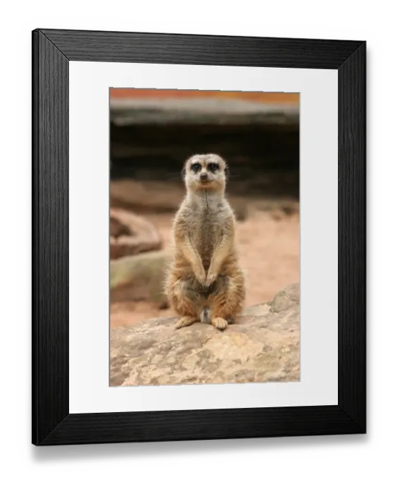 Framed Print : Meerkat standing on stone