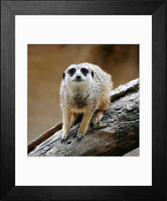 Framed Print : Meerkat. Taken in South Australia 2011.Inquisitive Meerkat standing on tree trunk