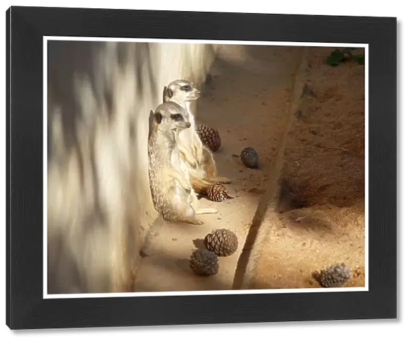 Meerkats in deep thought at Sydney zoo, Australia