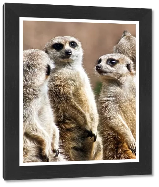 Meerkats. Four meerkats standing up, looking cute, at Melbourne Zoo