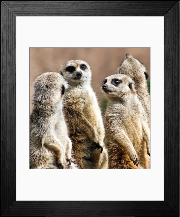 Framed Print : Meerkats. Four meerkats standing up, looking cute, at Melbourne Zoo Framed Print : Meerkats. Four meerkats standing up, looking cute, at Melbourne Zoo