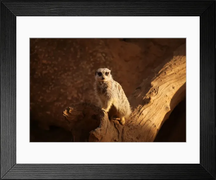 Framed Print : Meerkat on log Framed Print : Meerkat on log