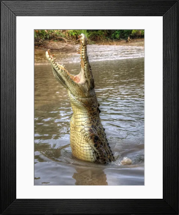 Framed Print : Crikey Mate Framed Print : Crikey Mate