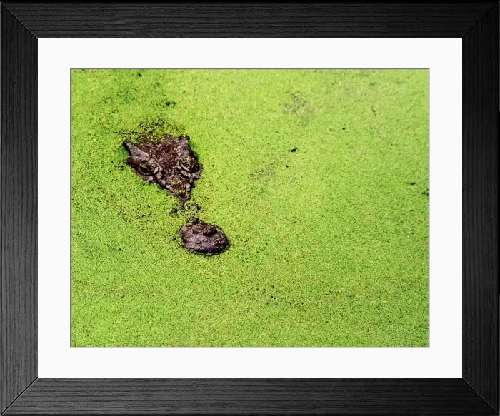 Framed Print : Australian Crocodile Framed Print : Australian Crocodile