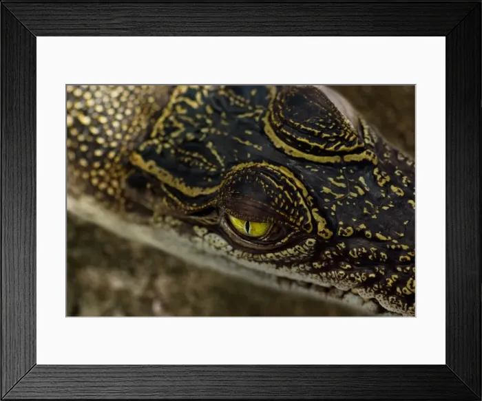 Framed Print : Watchful. A baby crocodile (about 30 cm long) keeping alert Framed Print : Watchful. A baby crocodile (about 30 cm long) keeping alert