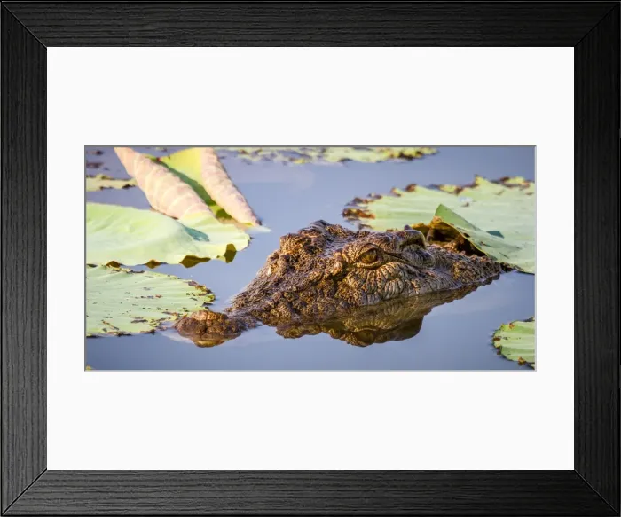 Framed Print : Croc in the lilies