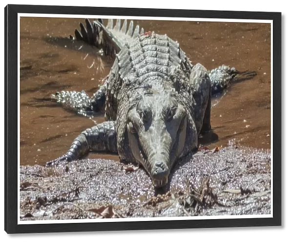 Freshwater crocodile with dragonflies