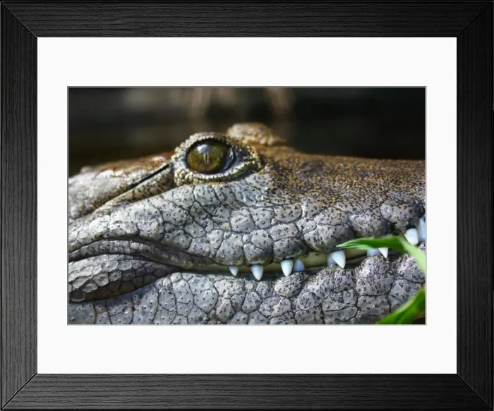 Framed Print : Saltwater Crocodile