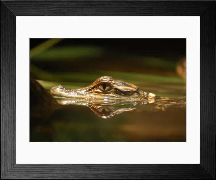 Framed Print : Baby crocodile Framed Print : Baby crocodile
