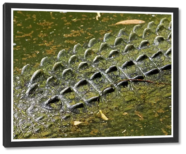 Scales of a Saltwater Crocodile (Crocodylus porosus), Queensland, Australia