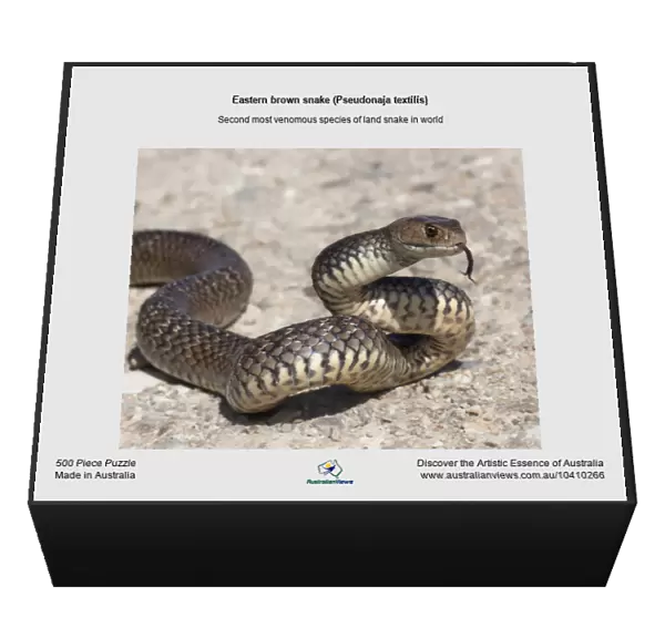 Eastern brown snake (Pseudonaja textilis)