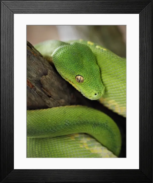 Framed Print : Green Tree Python Framed Print : Green Tree Python