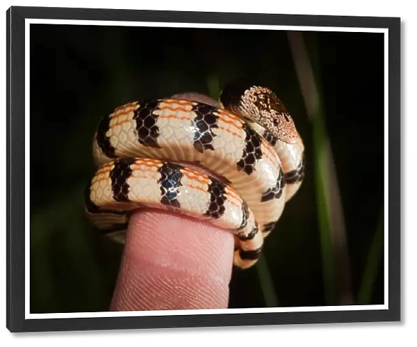 Jans Banded Snake on finger