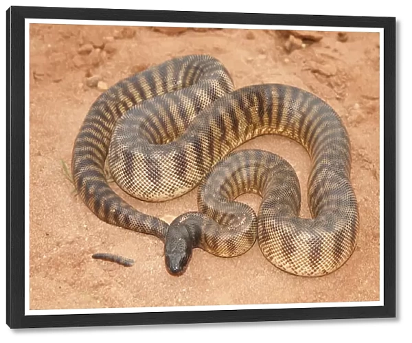 Black Headed Python (Aspidites melanocephalus)