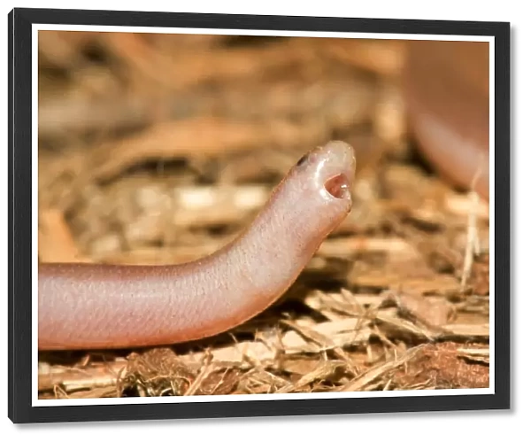 Tired blind snake@Cape Leveque, WA