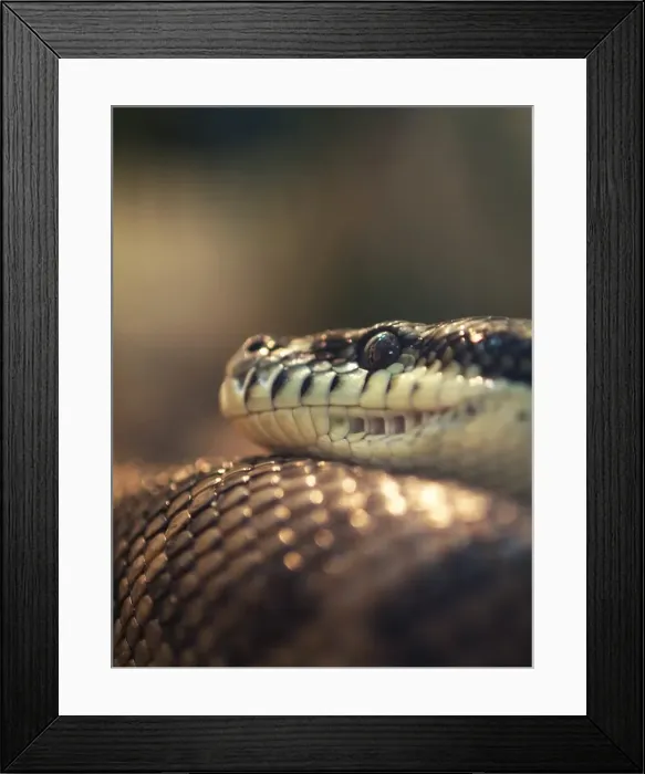 Framed Print : Carpet Python Framed Print : Carpet Python