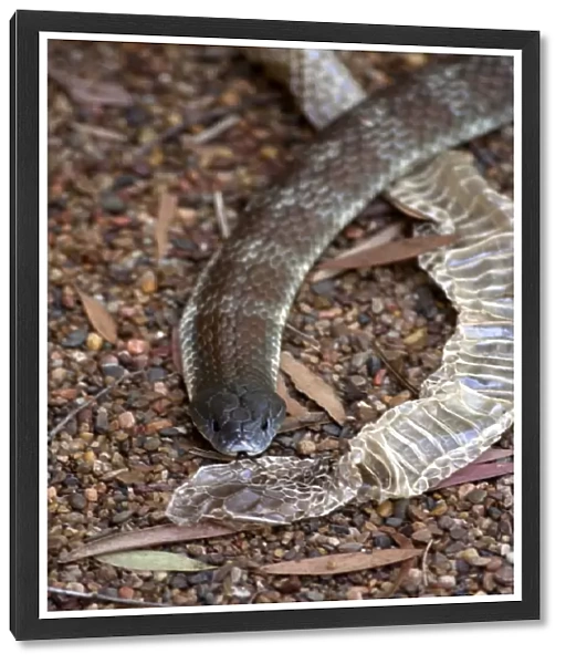 Forked Tongue Of Tiger Snake With Its Shed Skin
