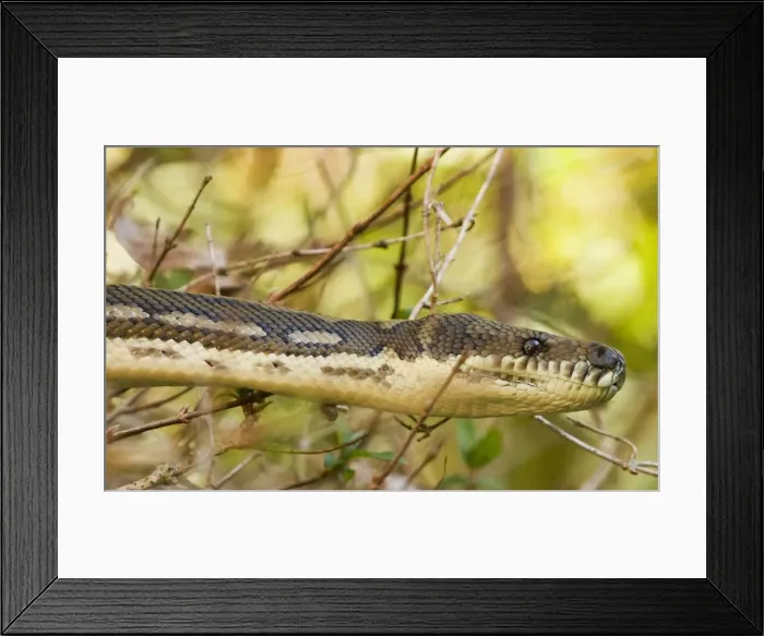 Framed Print : Carpet Python headshot Framed Print : Carpet Python headshot