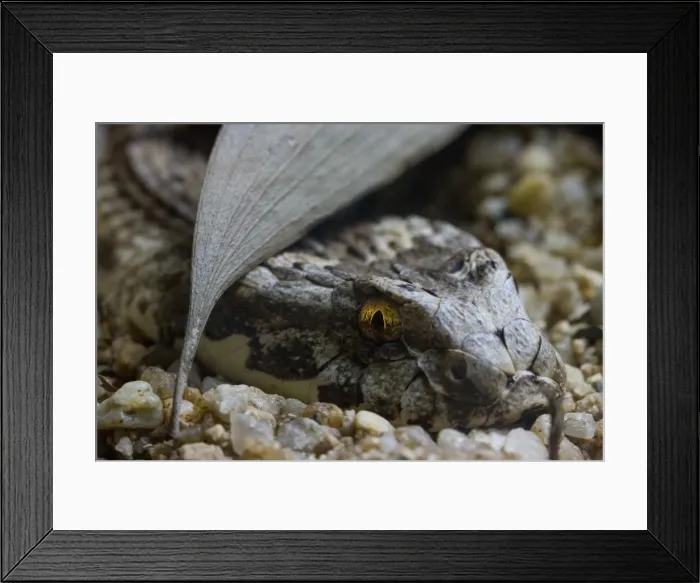 Framed Print : Sand Snake Framed Print : Sand Snake