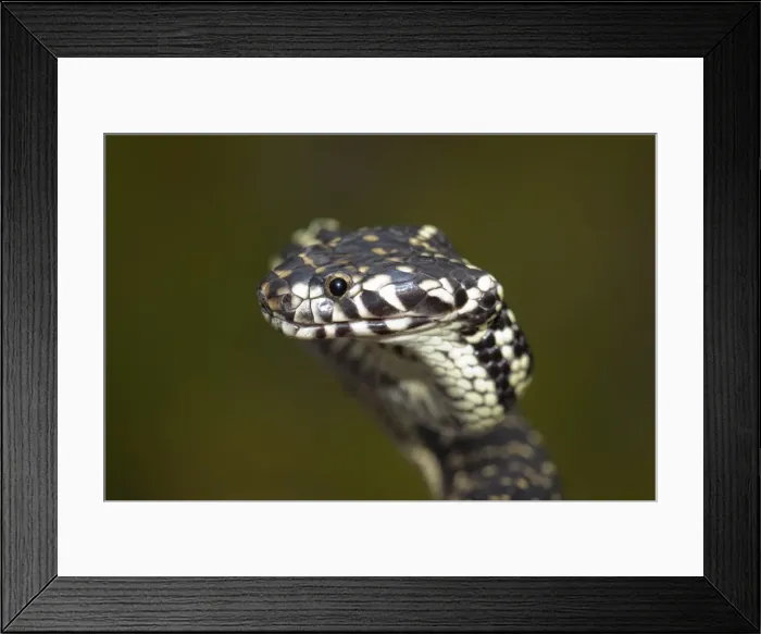 Framed Print : Broad-Headed Snake (Hoplocephalus bungaroides)