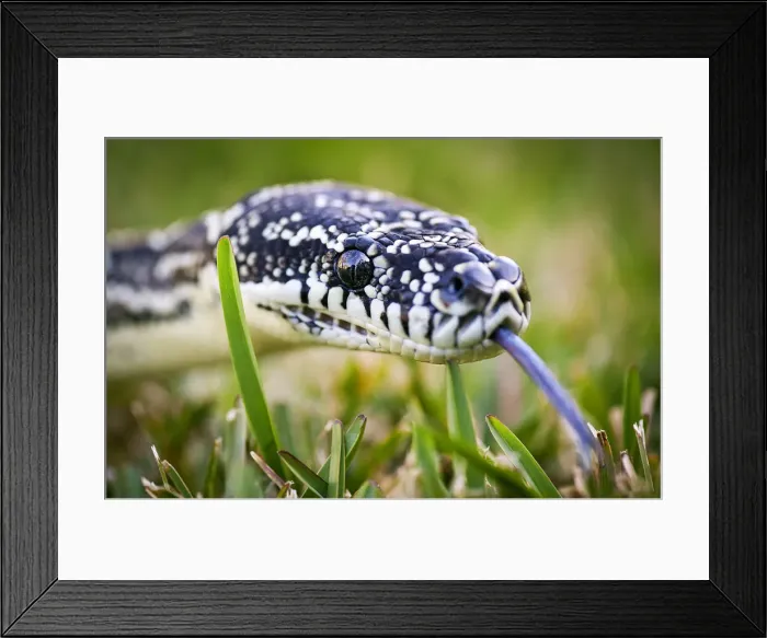 Framed Print : Python on grass Framed Print : Python on grass