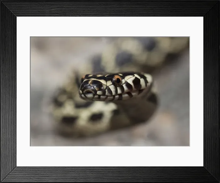 Framed Print : Broad-headed snake (Hoplocephalus bungaroides) Framed Print : Broad-headed snake (Hoplocephalus bungaroides)