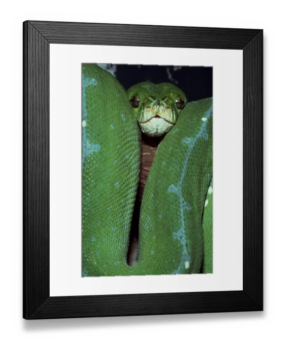 Framed Print : Green Tree Python (Morelia Viridis)