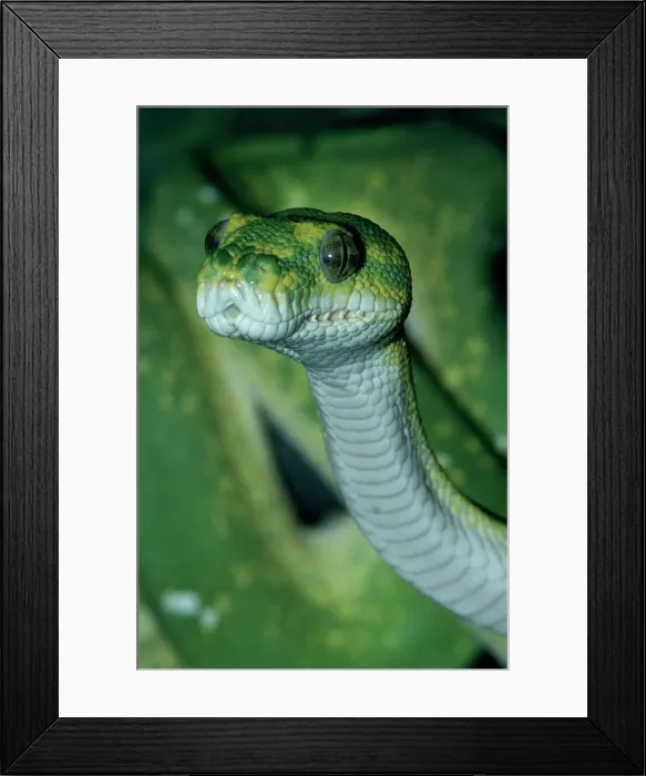 Framed Print : Green tree python Framed Print : Green tree python