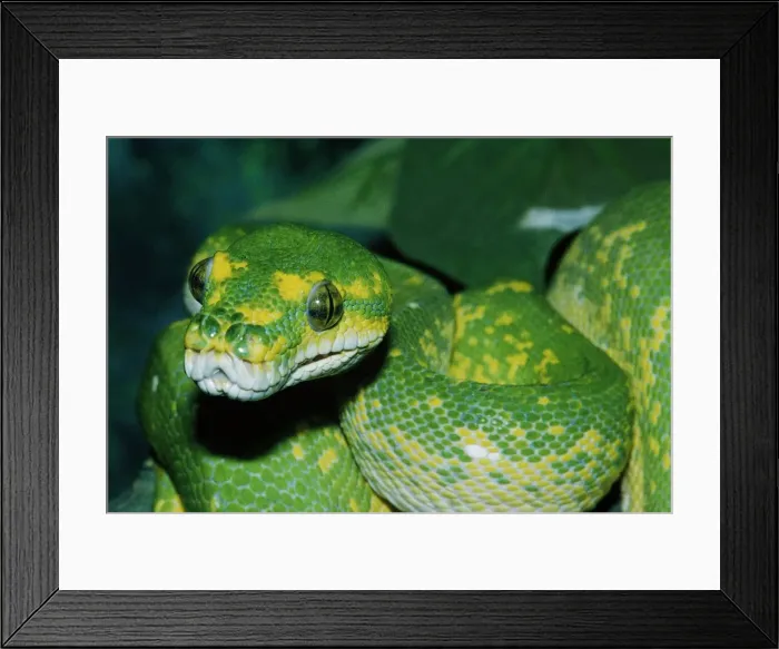 Framed Print : Coiled green tree python Framed Print : Coiled green tree python
