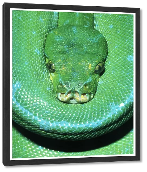 Green Tree Python (Morelia viridian)