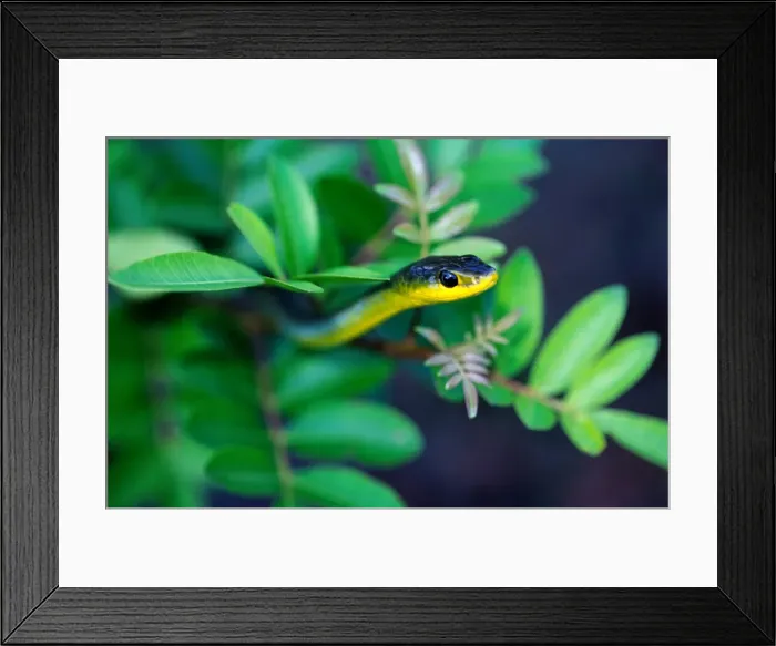 Framed Print : Common tree snake (Dendrelaphis punctulata) Australia Framed Print : Common tree snake (Dendrelaphis punctulata) Australia