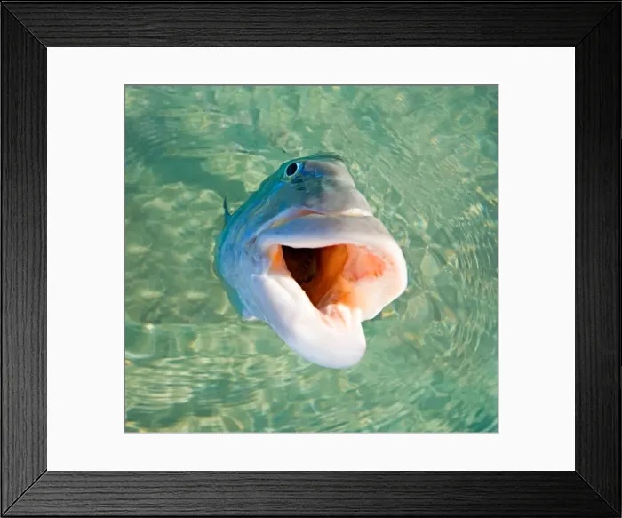 Framed Print : Fearless Fish